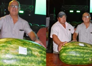 Cosechó una sandía de 41,8 kilos y ganó el concurso en la fiesta provincial