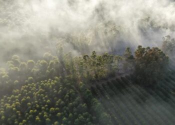 Se quemaron 16 hectáreas de una forestal de Corrientes