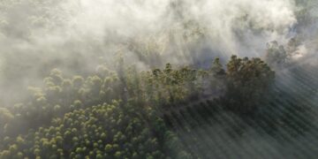 Se quemaron 16 hectáreas de una forestal de Corrientes