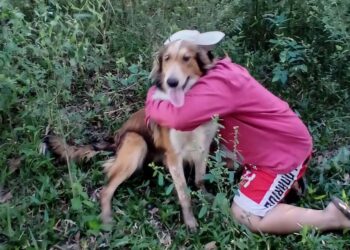 Final feliz: encontraron a Pancho, el perro que estuvo perdido tres días en la zona de Isla