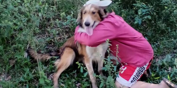Final feliz: encontraron a Pancho, el perro que estuvo perdido tres días en la zona de Isla