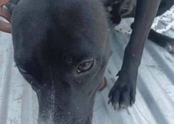 Corrientes: rescataron a “Alita”, la perrita que fue abusada