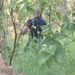 Mujer salió de un descampado denunciando que quisieron violarla