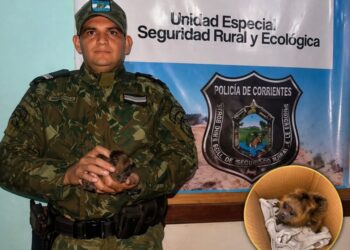 Empedrado: rescatan una cría de mono hallado junto al cuerpo sin vida de su madre