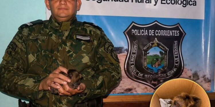 Empedrado: rescatan una cría de mono hallado junto al cuerpo sin vida de su madre