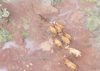 Con drones y rastrillajes recuperaron 11 vacunos sustraídos en Ituzaingó