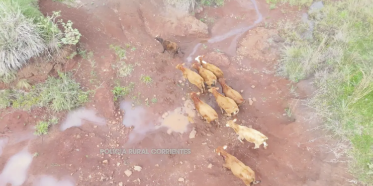 Con drones y rastrillajes recuperaron 11 vacunos sustraídos en Ituzaingó