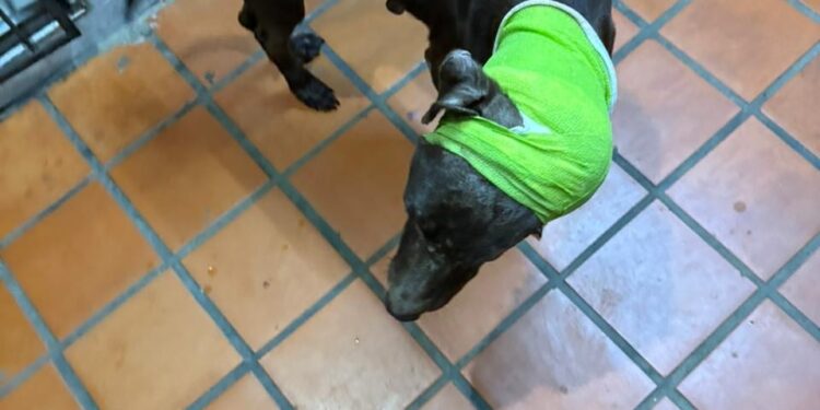 San Luis del Palmar: atacaron brutalmente a un perro con un machete
