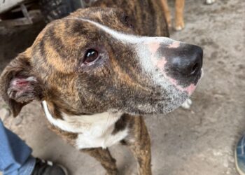 Crueldad animal en Esquina: rescatan perros maltratados y secuestran armas de fuego