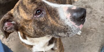 Crueldad animal en Esquina: rescatan perros maltratados y secuestran armas de fuego