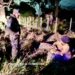 Caminó desde Corrientes para hablar con un sacerdote y terminó perdida en una zona rural