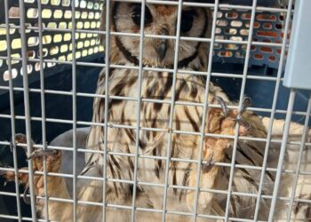 Un vecino encontró un búho silvestre herido y fue rescatado