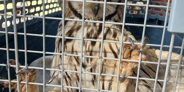 Un vecino encontró un búho silvestre herido y fue rescatado