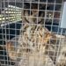 Un vecino encontró un búho silvestre herido y fue rescatado