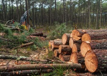 Operario forestal está grave tras caerle un pino en tareas de tala
