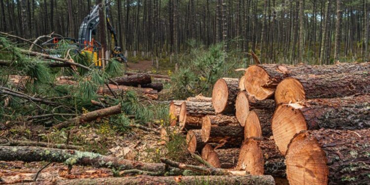 Operario forestal está grave tras caerle un pino en tareas de tala