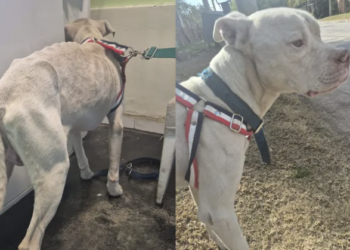 Rescataron a un dogo desnutrido en la casa del único detenido por el crimen de Agostina Vega