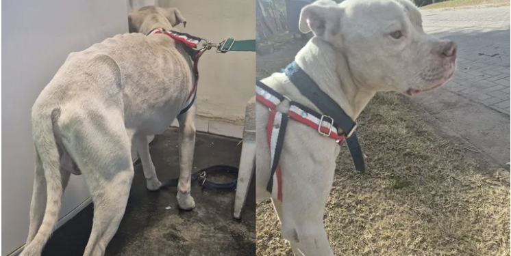 Rescataron a un dogo desnutrido en la casa del único detenido por el crimen de Agostina Vega