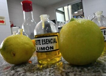 BELLA VISTA La cosecha del limón impulsa exportaciones millonarias en Corrientes