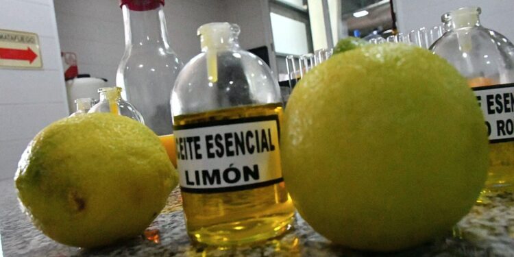 BELLA VISTA La cosecha del limón impulsa exportaciones millonarias en Corrientes