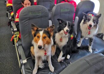 Perros rescatistas tienen un papel protagónico tras los sismos en Venezuela
