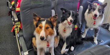 Perros rescatistas tienen un papel protagónico tras los sismos en Venezuela