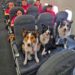 Perros rescatistas tienen un papel protagónico tras los sismos en Venezuela